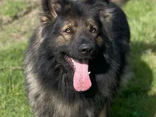 German Shepherd dogs Chase, KC Registered German Shepard in Diss - Advert 2