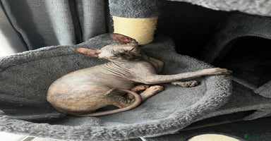 Sphynx cats - Advert 2