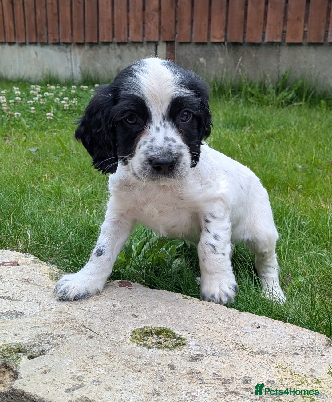 Cocker Spaniel dogs for sale: Beautiful cocker spaniel puppies  - Image 9