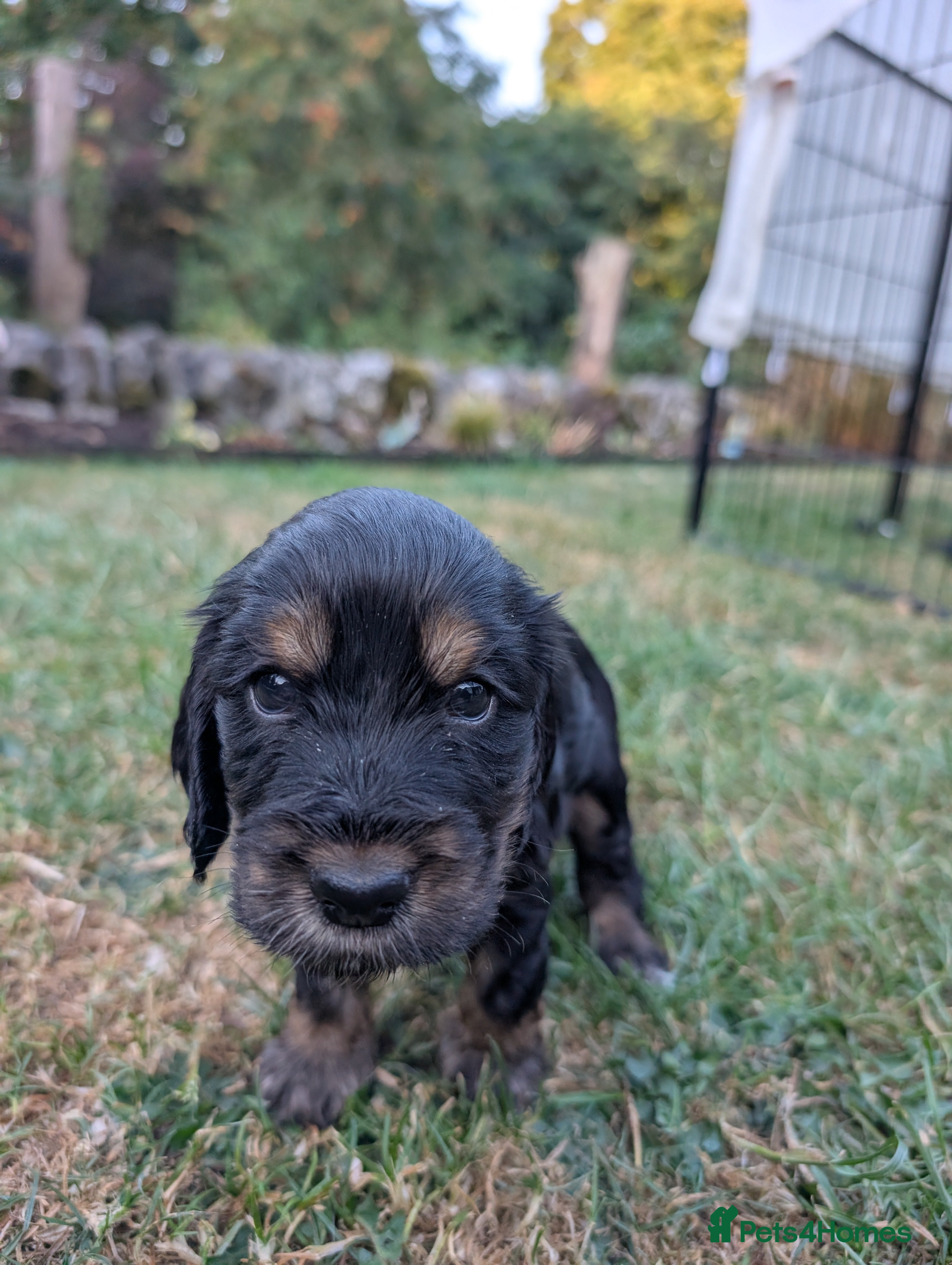 Cocker Spaniel dogs For sale - Advert 2