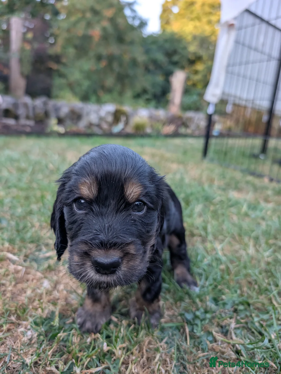 Cocker Spaniel dogs for sale: For sale in Buxton - Advert 2