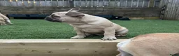French Bulldog dogs for sale: French Bulldog Puppies - Fawn/Cream - Advert 7