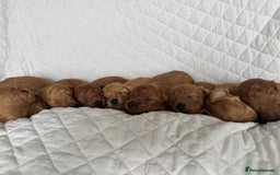 Cavapoo dogs for sale: Beautiful Red F1b Cavapoo Puppies - Advert 2