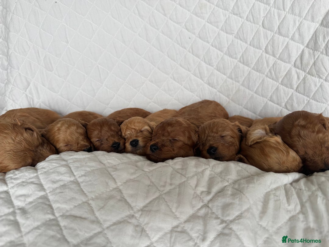 Cavapoo dogs for sale: Beautiful Red F1b Cavapoo Puppies - Advert 2
