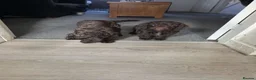 Cockapoo dogs for sale: Cockapoo puppies 🐶  - Advert 11