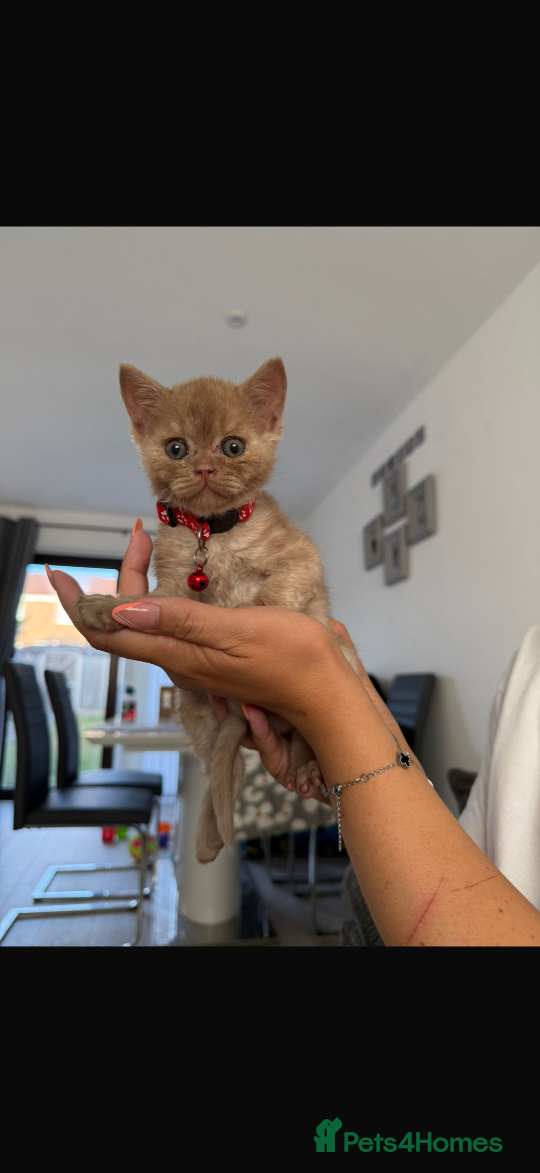 British Shorthair cats for sale: 🐾Beautiful Pedigree Kittens 🐾 READY NOW!!  in Cradley Heath - Image 9
