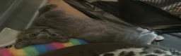 Russian Blue cats for sale: Russian Blue Kittens -ALL BOYS, UREDY TO GO 11.09 - Advert 8