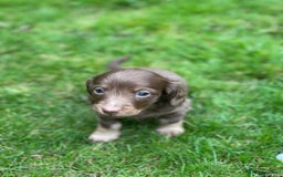 Miniature Dachshund dogs for sale: Kc Reg Long Haired Miniture Dachshund Puppies - Image 6