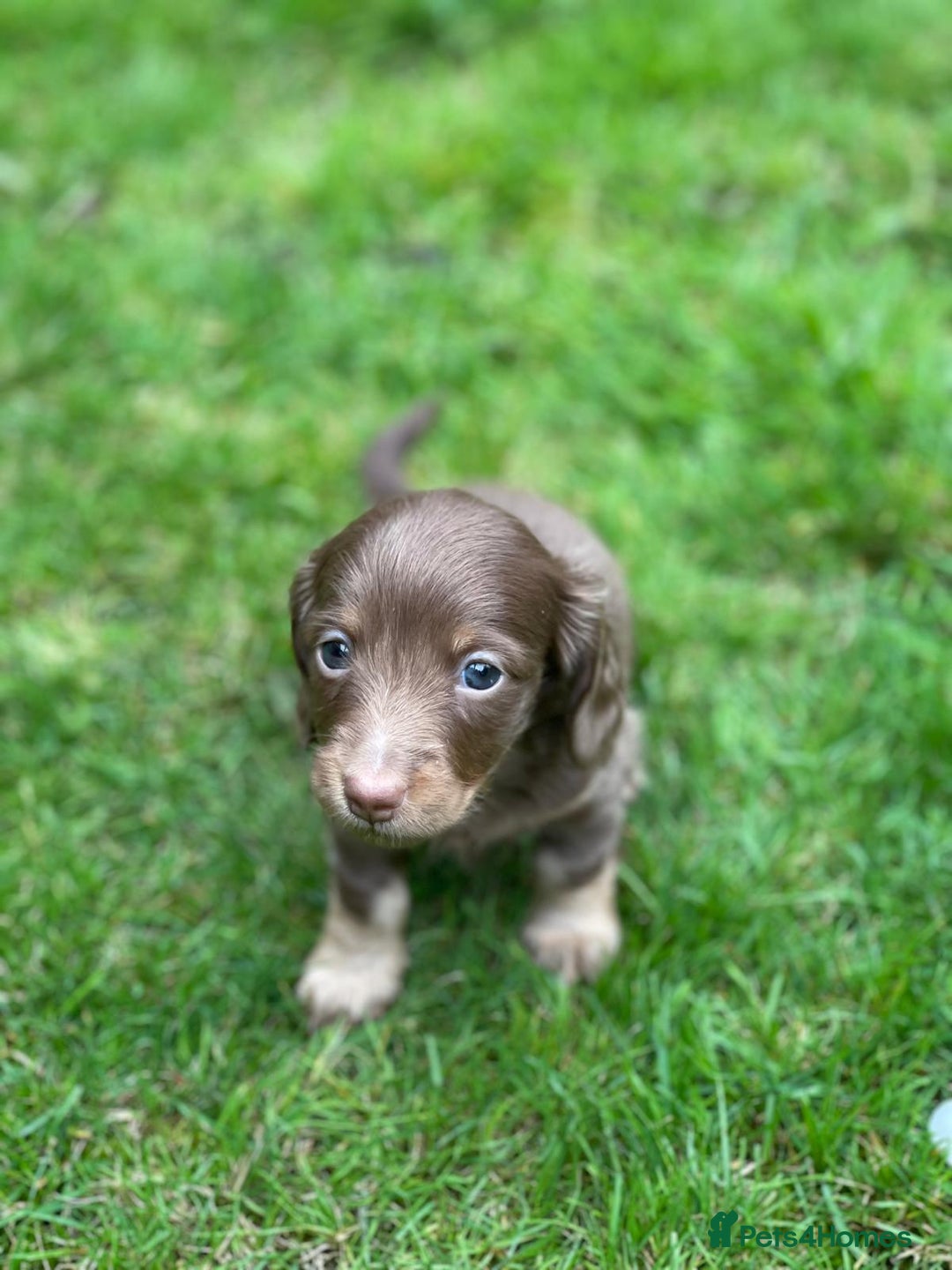 Miniature Dachshund dogs for sale: Kc Reg Long Haired Miniture Dachshund Puppies - Image 6