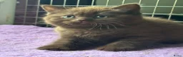 British Shorthair cats for sale: Top pedigree Bsh kittens cinnamon and chocolate  - Advert 3