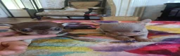 Chihuahua dogs for sale: Exquisite Tiny Chihuahua puppies.  - Advert 10