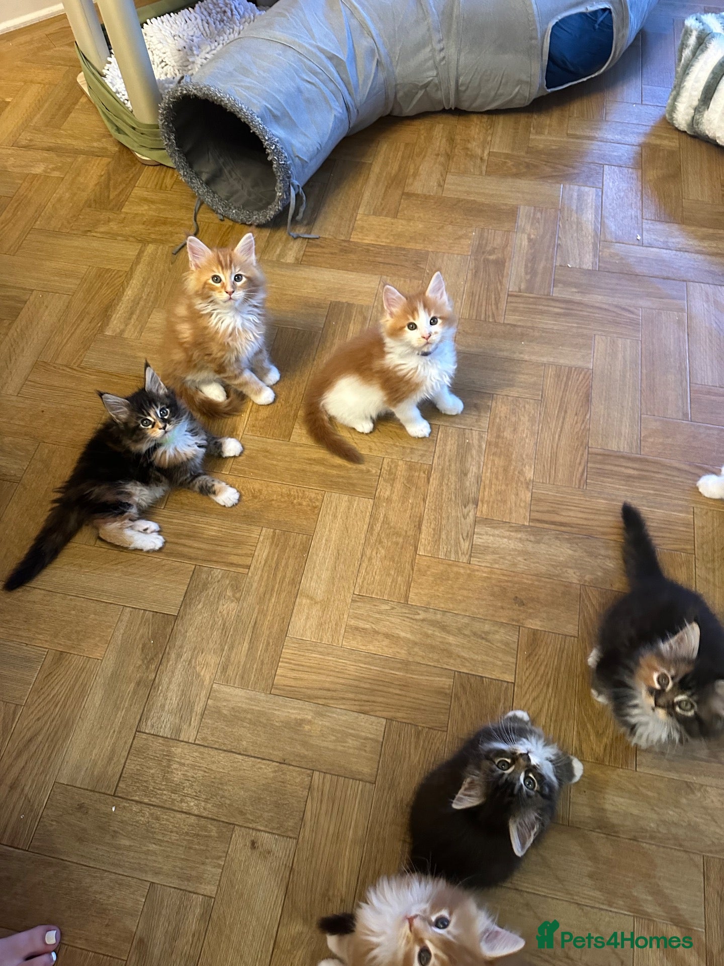 Maine Coon cats Maine Coon Kittens, beautiful colours - 8 wks - Advert 1