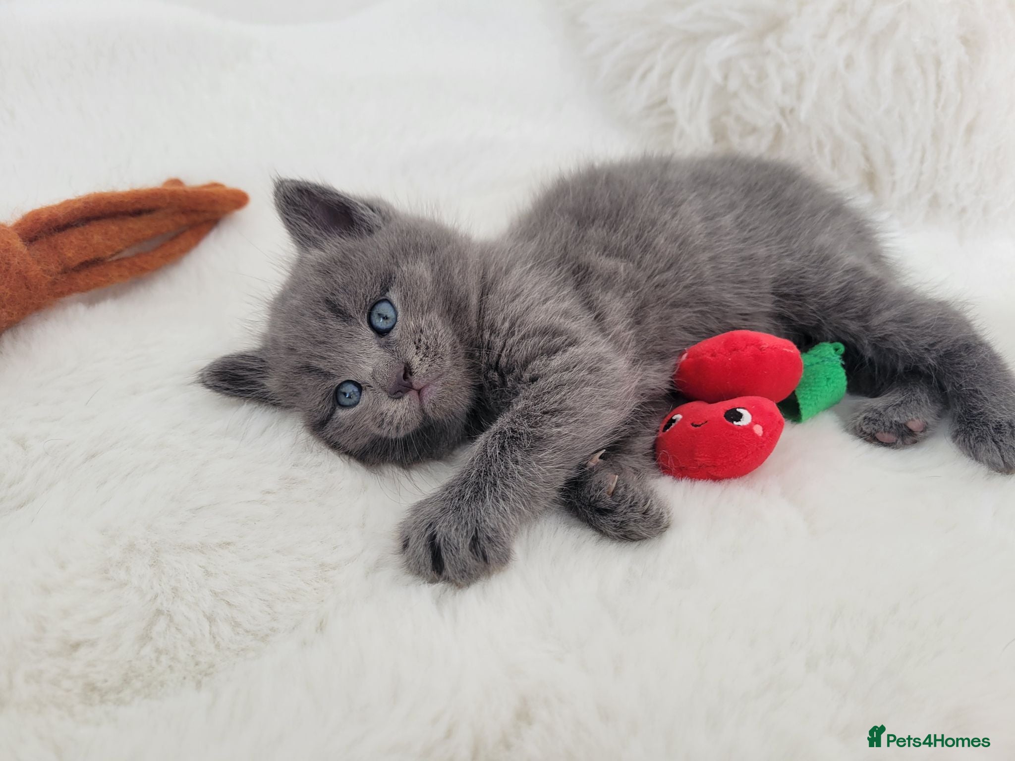 British Shorthair cats British shorthair kittens  - Advert 11