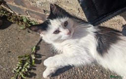 Munchkin cats for sale: Fulga for free adoption - - Image 1