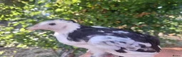 Chickens poultry for sale: Chickens Brahma Sussex wyondotte ducklings - Advert 10