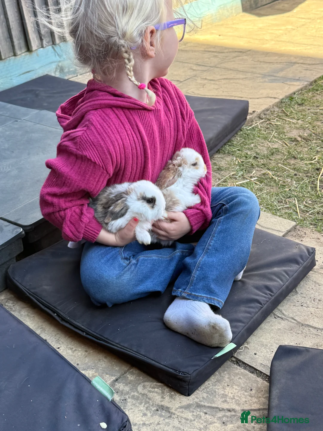 English Lop rabbits for sale: Two lop babies  - Advert 8