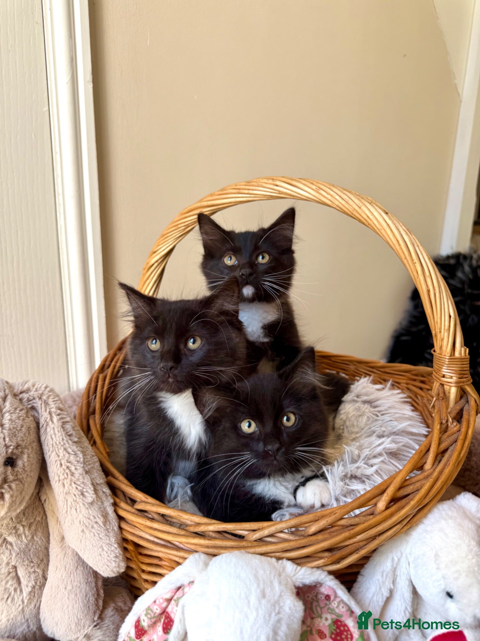 Ragdoll cats 🐾 READY TO LEAVE RAGDOLL CROSS 🐾 - Advert 1
