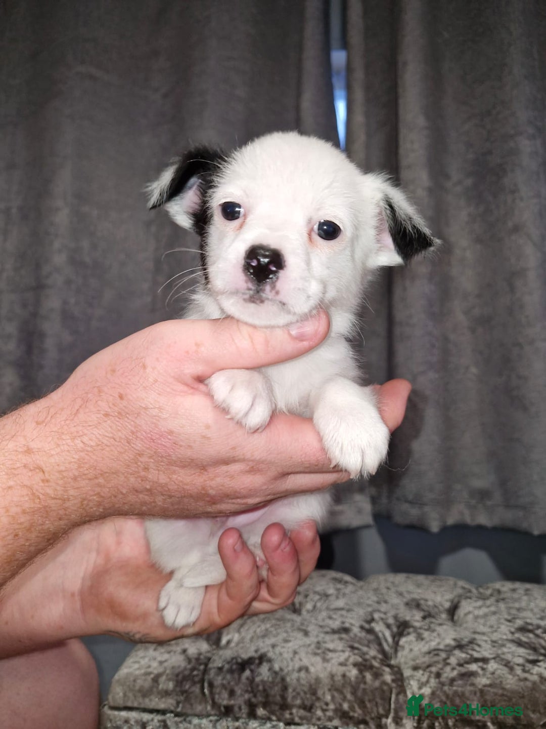 Pomchi dogs for sale: Last male pomchi left - Image 7