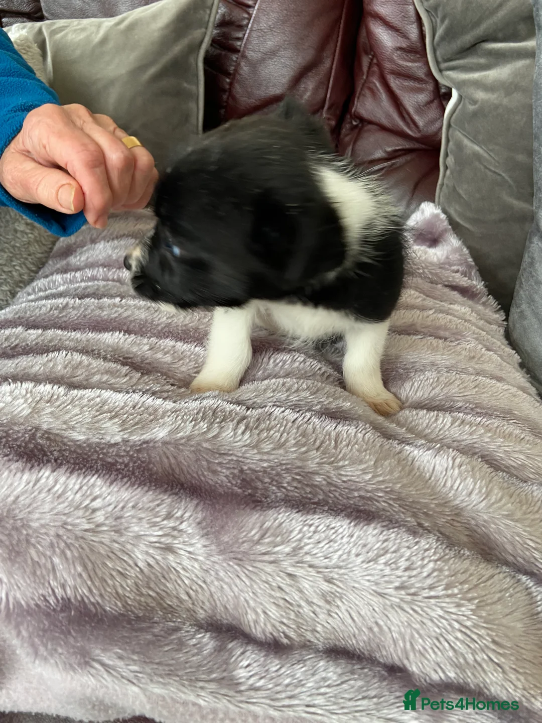 Jack Russell dogs for sale: Jack Russell  - Advert 3