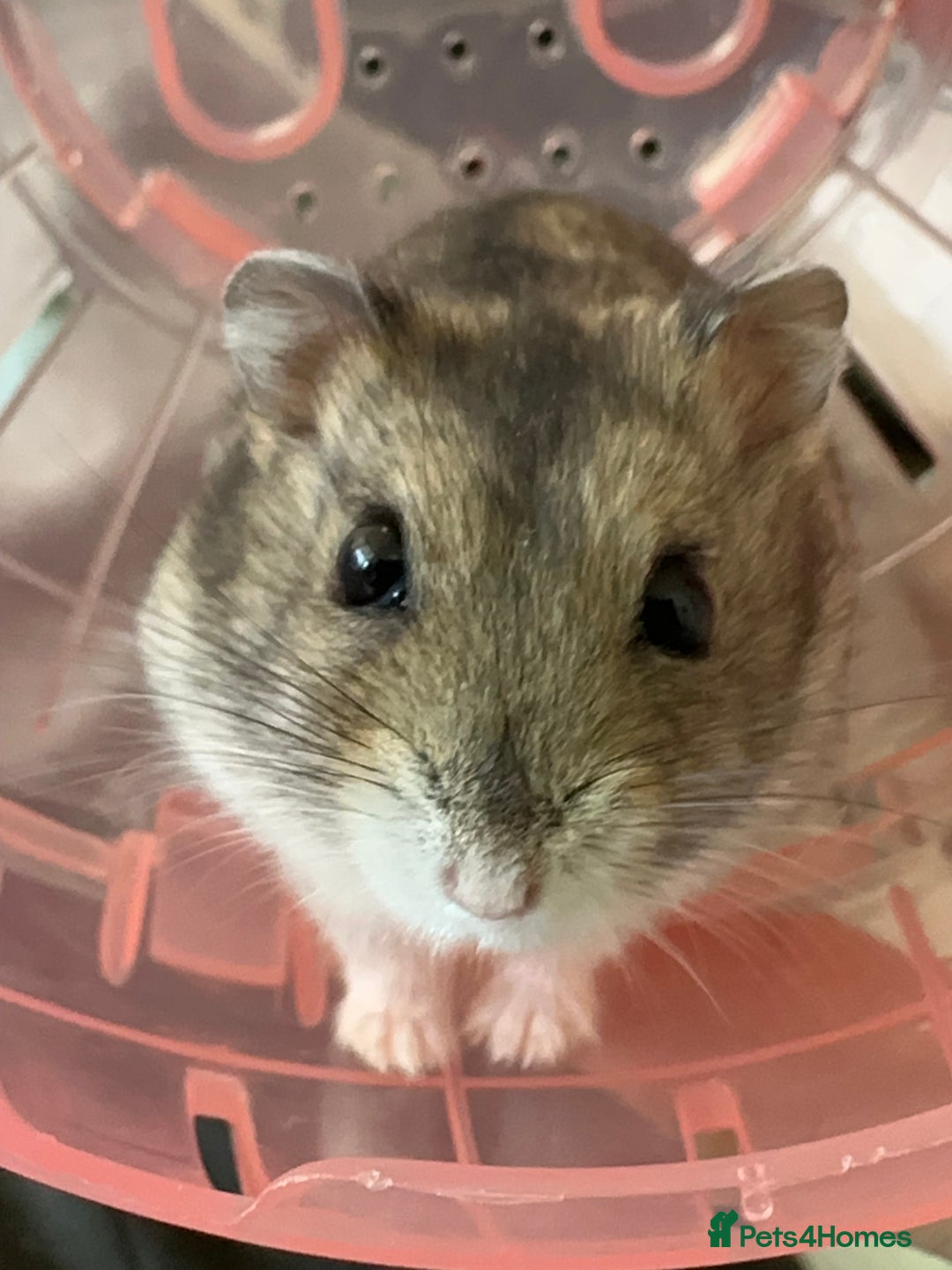 Hamster rodents for sale: Baby dwarf hamster 9 weeks - Advert 2