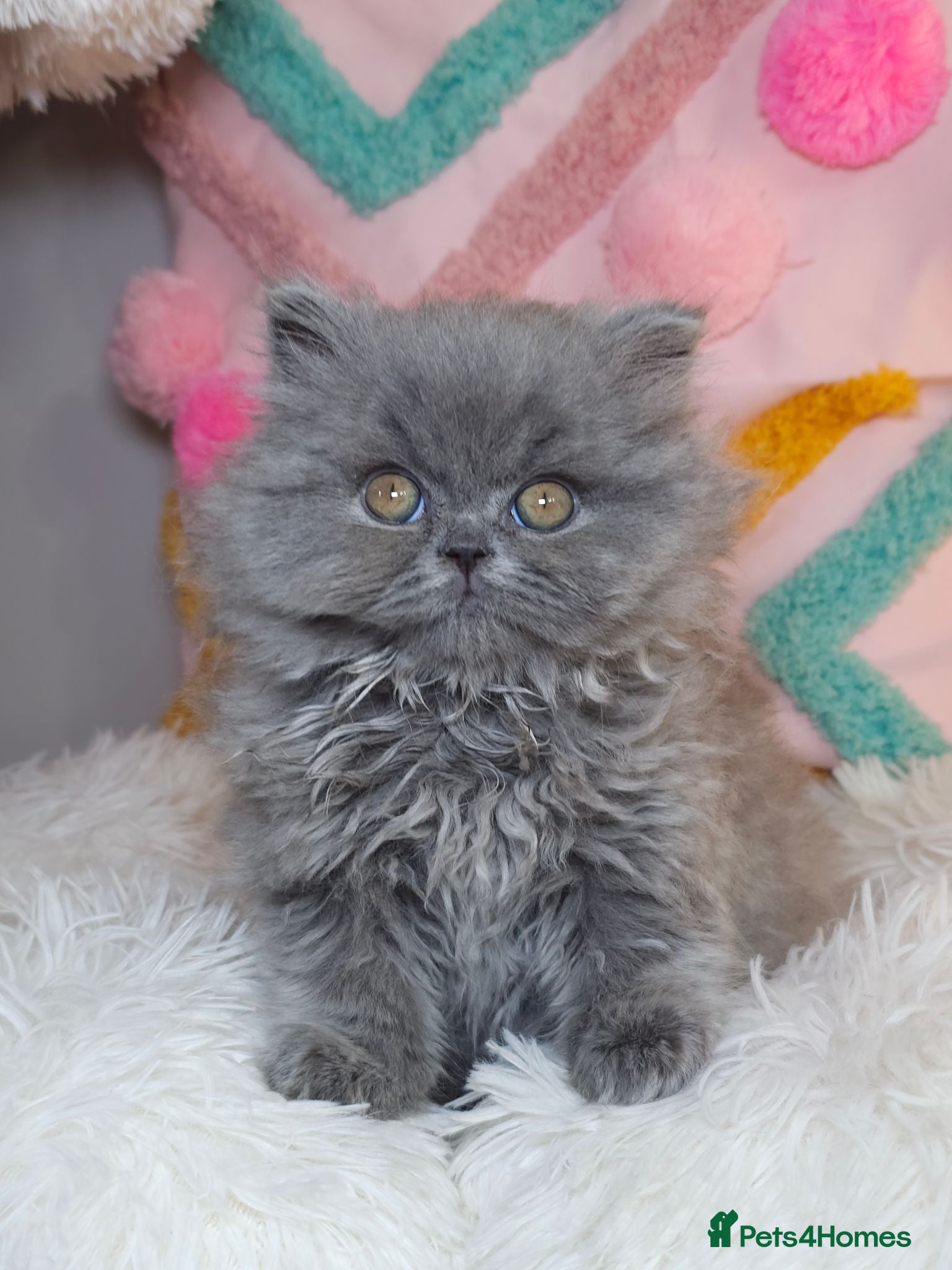 British Shorthair cats ✨️READY NOW🚗FREE DELIVERY! - Advert 2