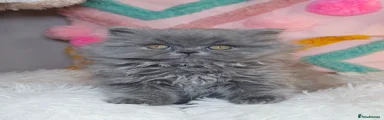 Victor 