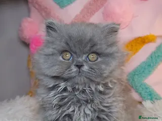 British Shorthair cats ✨️READY NOW🚗FREE DELIVERY! - Advert 11