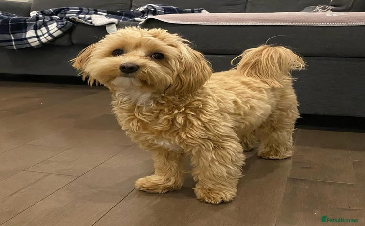 Maltipoo dogs - Advert 2