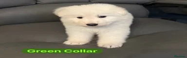Light Green Collar