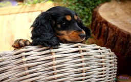 Miniature Dachshund dogs for sale: KC Health tested Licensed breeder 12 years exp - Image 11