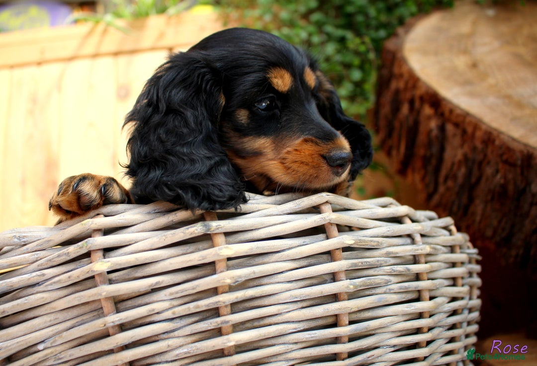 Miniature Dachshund dogs for sale: KC Health tested Licensed breeder 12 years exp - Image 11