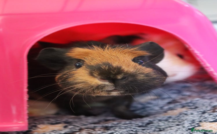 Guinea Pig rodents - Advert 6