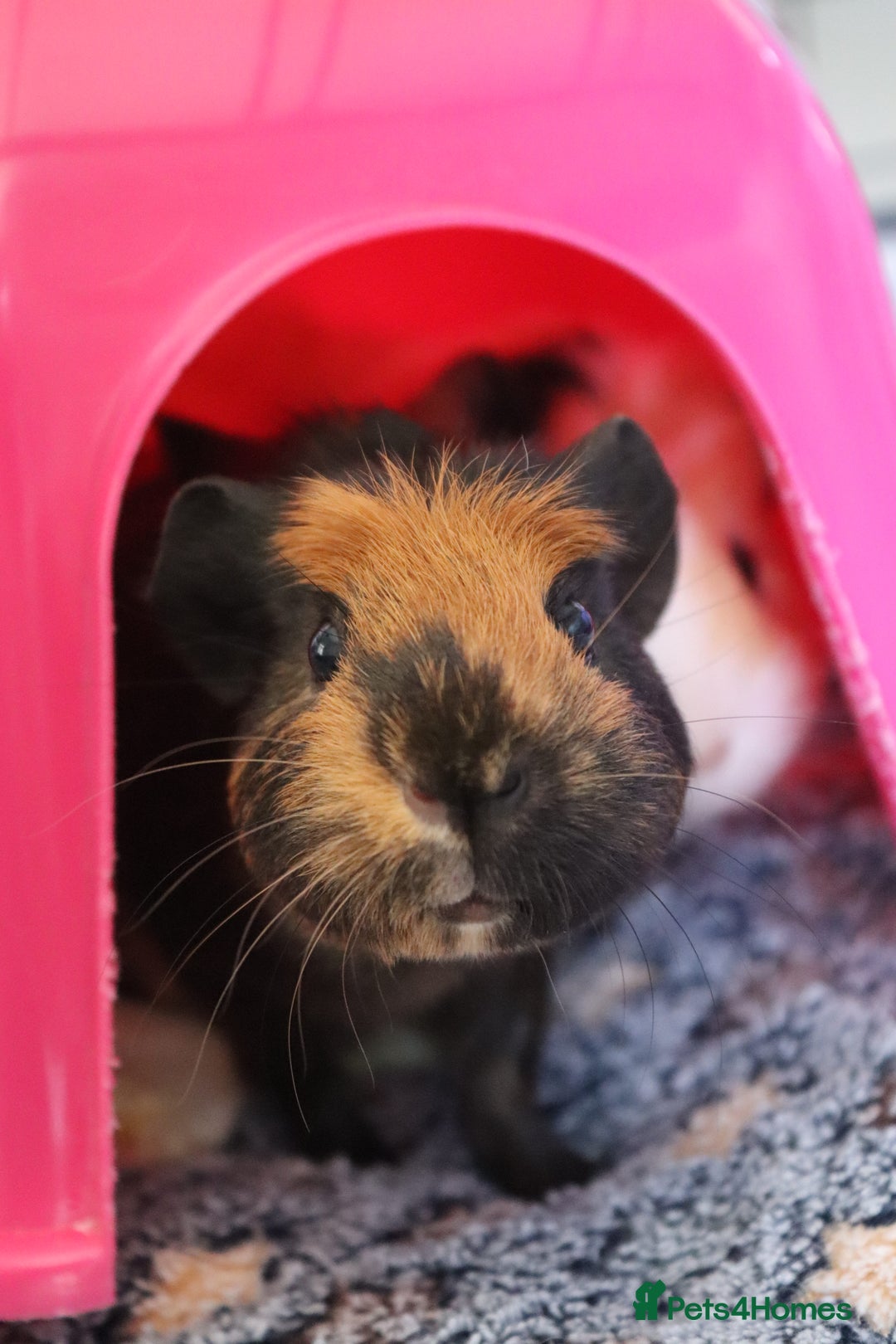 Guinea Pig rodents for sale: Two bonded female guinea pigs - Image 1