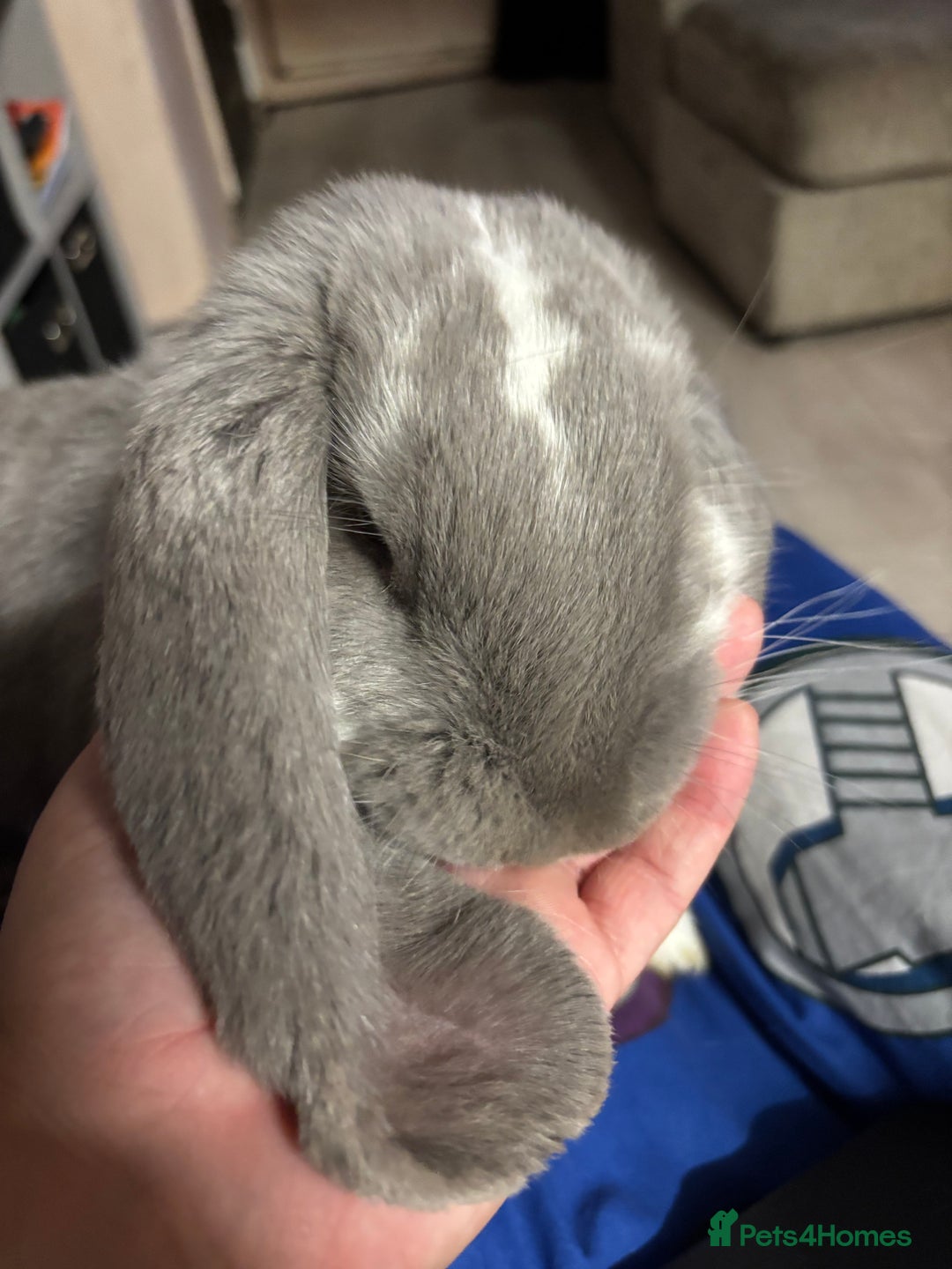 French Lop rabbits for sale: French Lop Bunny - Advert 2