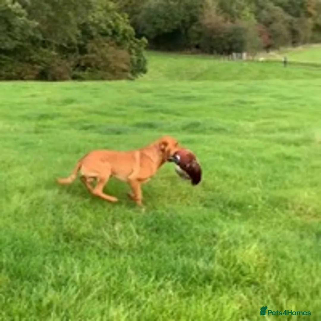 Labrador Retriever dogs for stud: Fox red Labrador for stud in Burnley - Advert 7
