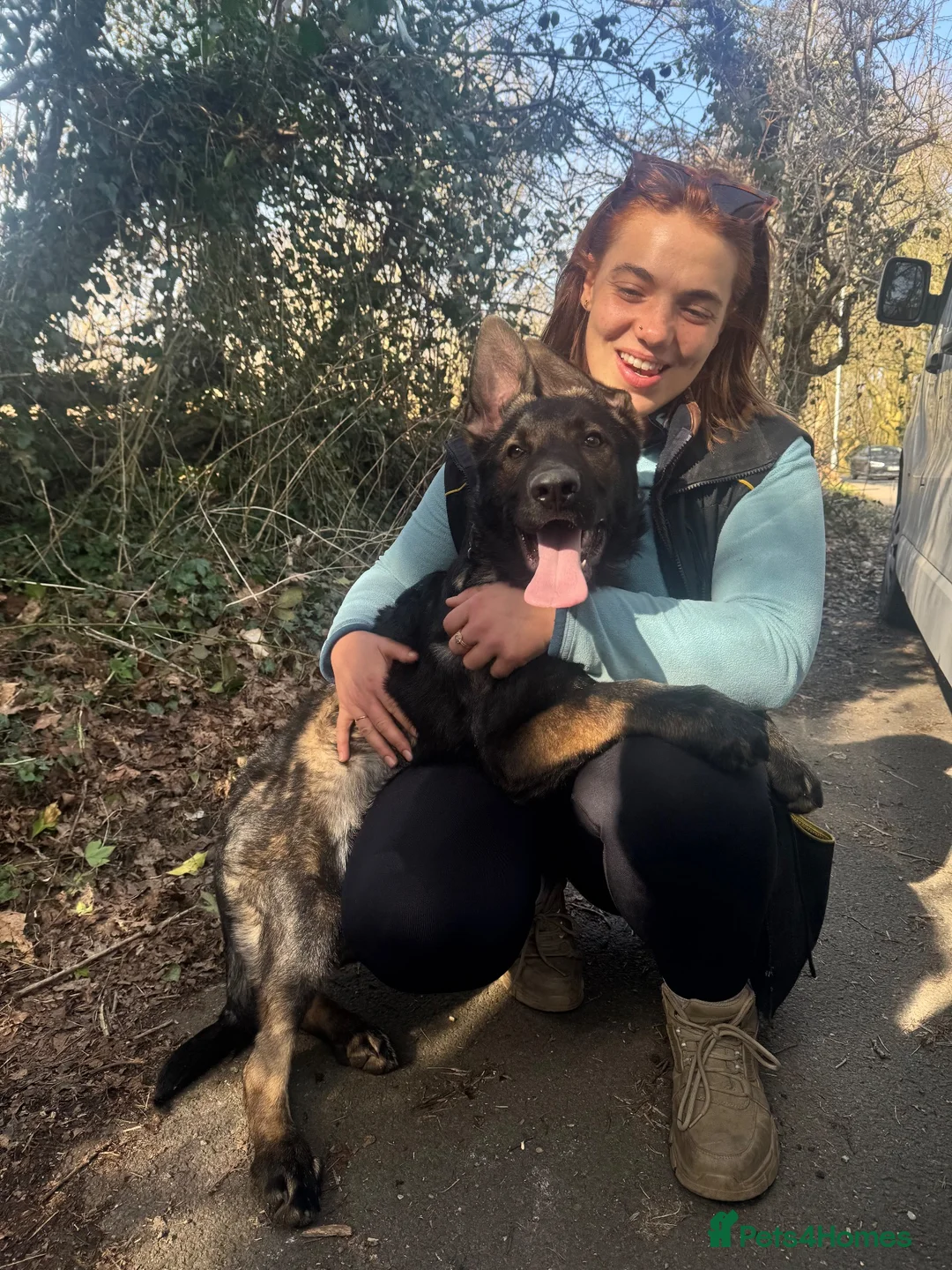 German Shepherd dogs for sale: Cooper Von Barwolves  - Advert 6
