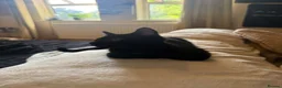 Mixed Breed cats for sale: 10 Week Old Female Kitten - Advert 3
