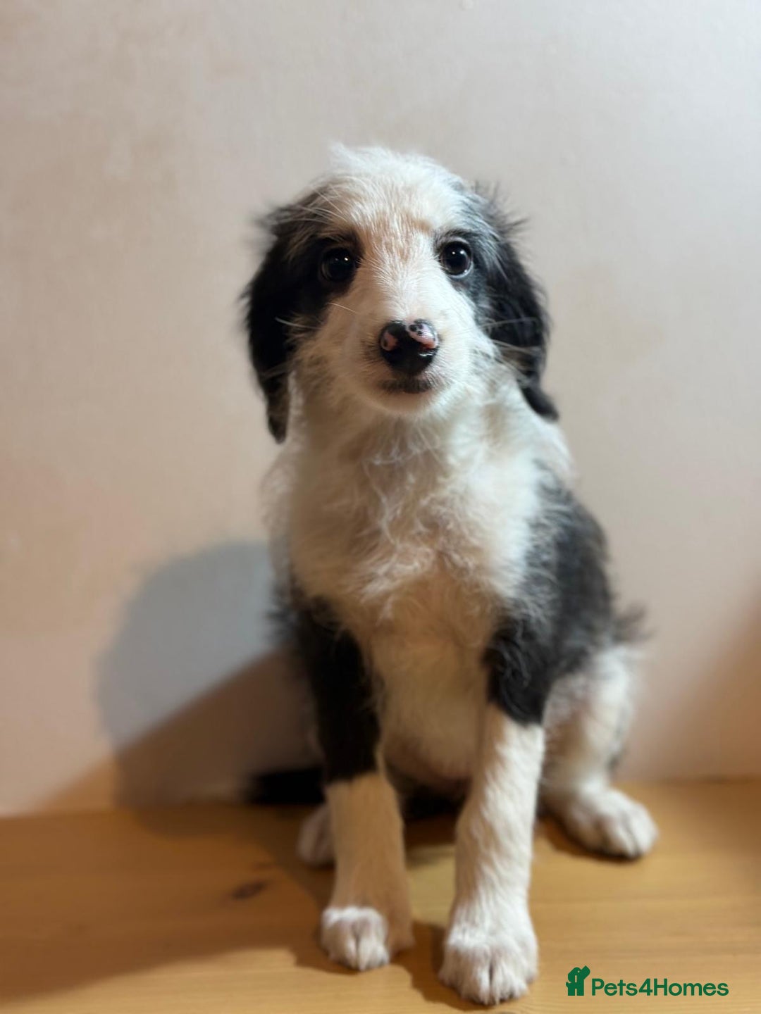 Mixed Breed dogs for sale: Stunning litter of Welsh Collie X Toy Poodle - Advert 12