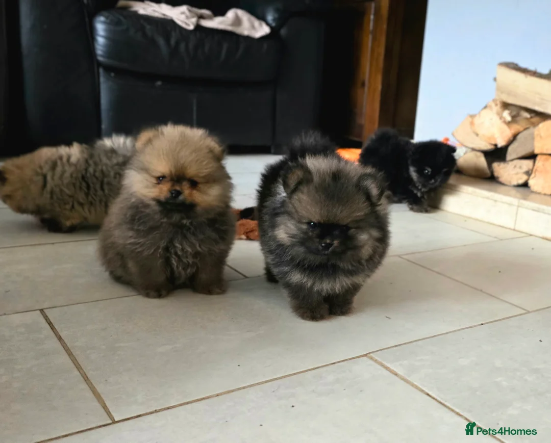 Pomeranian dogs for sale: Tiny hearts wrapped in fluffy coats ready for love - Advert 9
