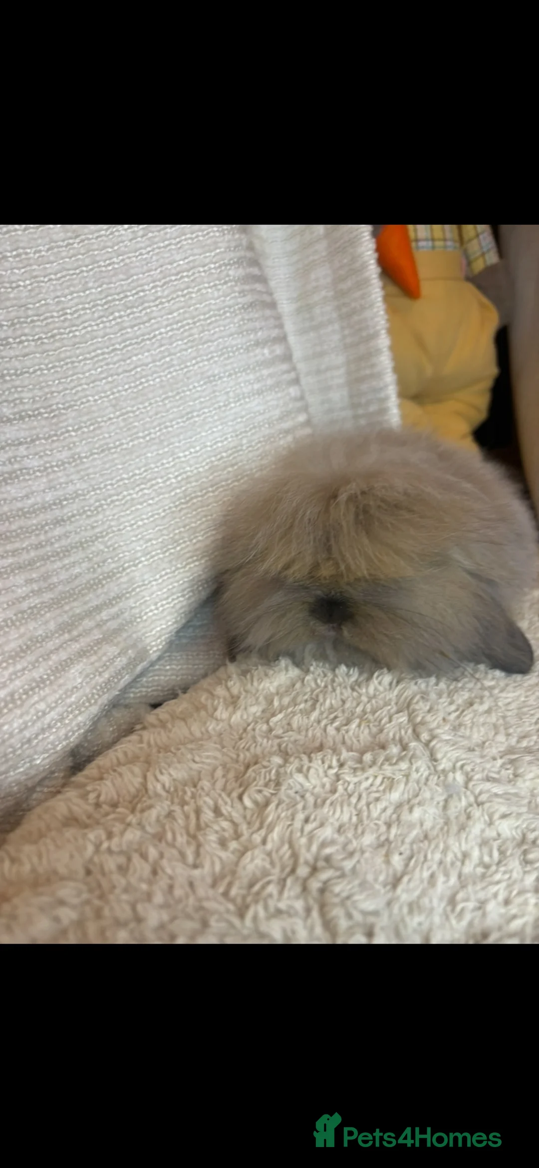 Mini Lion Lop rabbits for sale: Fluffy mini lion lop baby bunny rabbits  - Advert 2