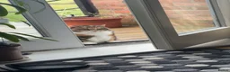 Domestic Shorthair cats for sale: Beautiful Amber - Advert 6