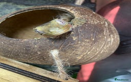 Gecko reptiles for sale: chahoua gecko - Image 2