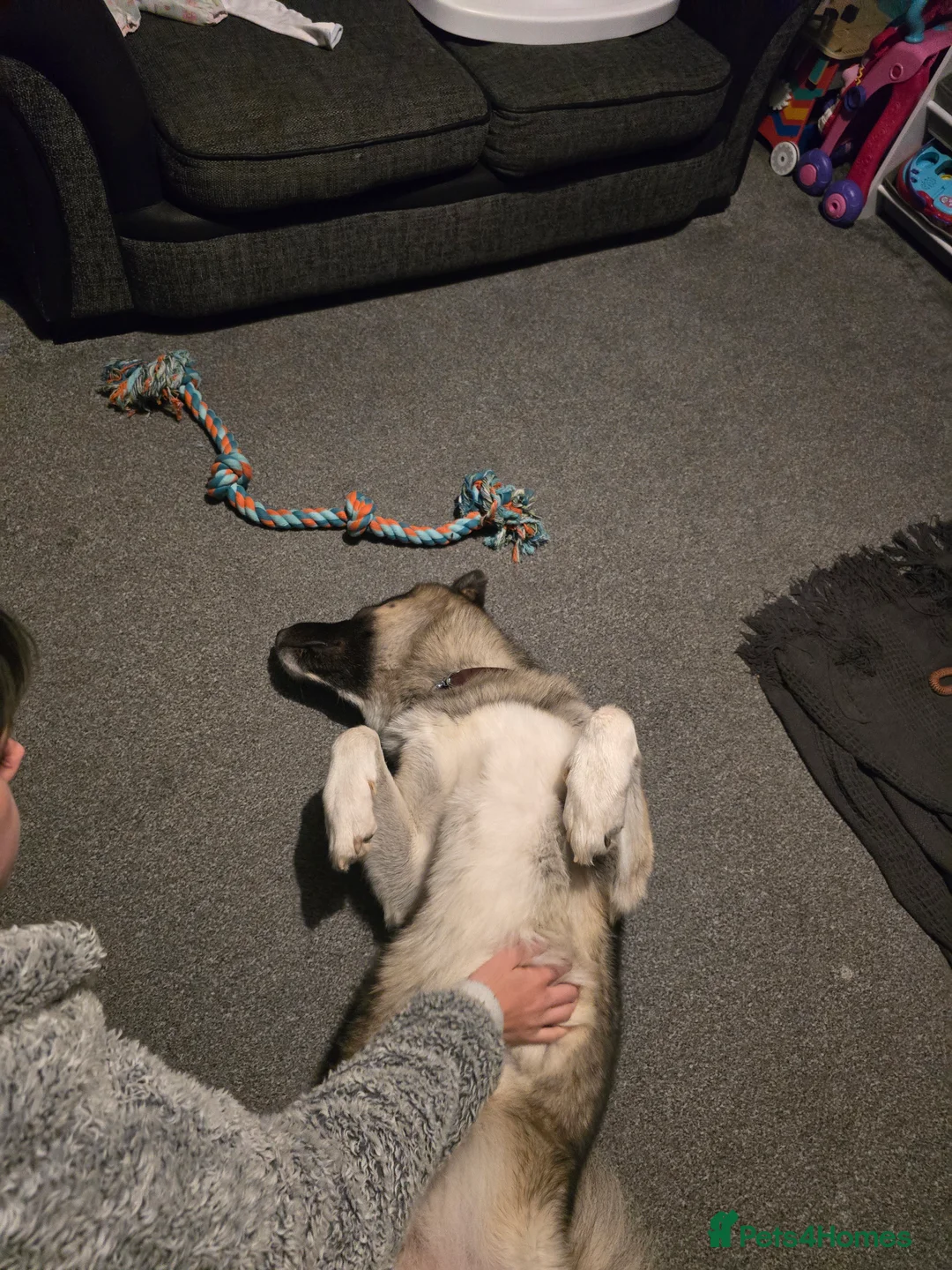 Mixed Breed dogs for sale: Pedro - Advert 17