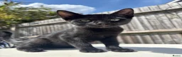 Mixed Breed cats for sale: Kittens for Sale ! - Advert 2