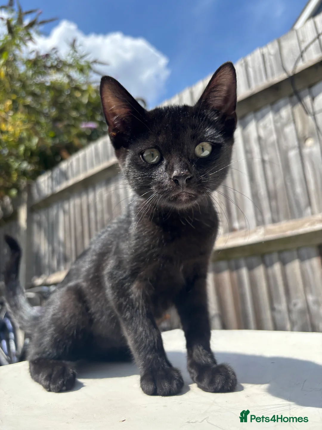 Mixed Breed cats for sale: Kittens for Sale ! - Advert 2