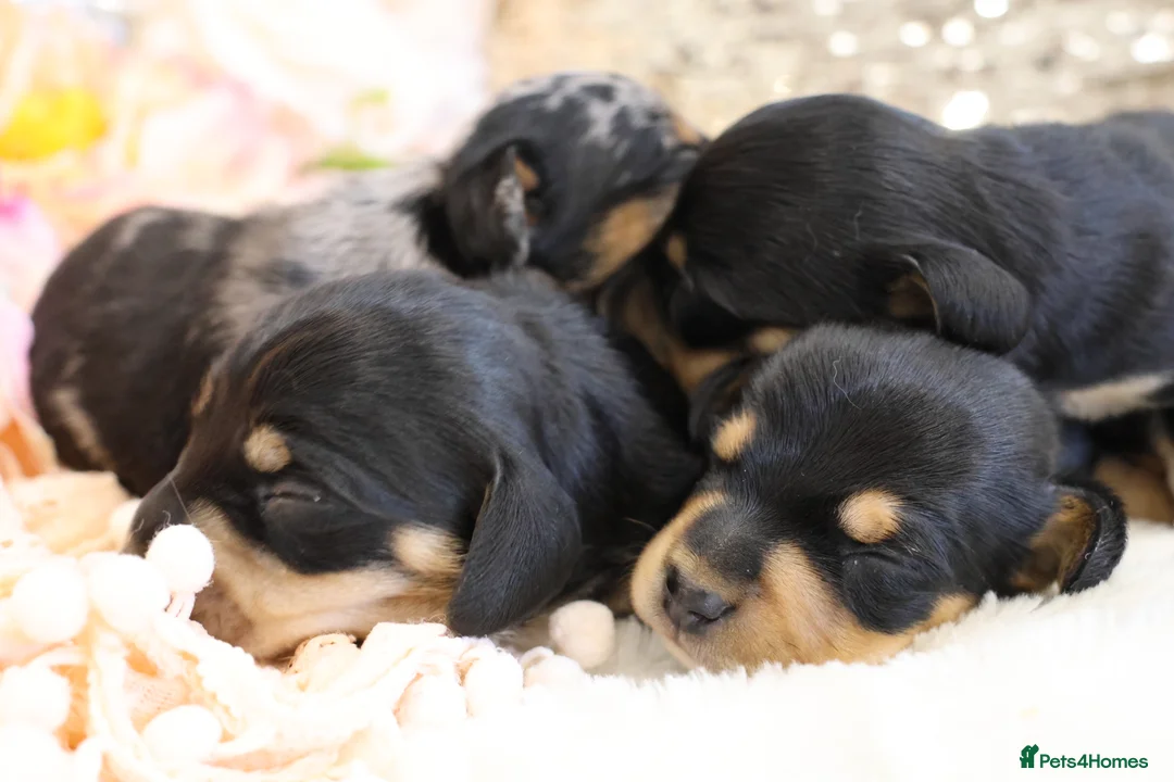 Miniature Dachshund dogs for sale: KC Miniature Dachshund Puppies - Advert 10