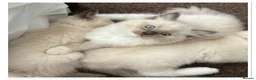 Ragdoll cats for sale: 6 cute pure breed Ragdoll kittens 2 boys 4 girls  - Advert 20