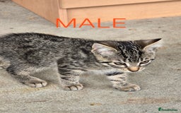 Mixed Breed cats for sale: 2 boys 2 girls kittens available 9 weeks - Image 8