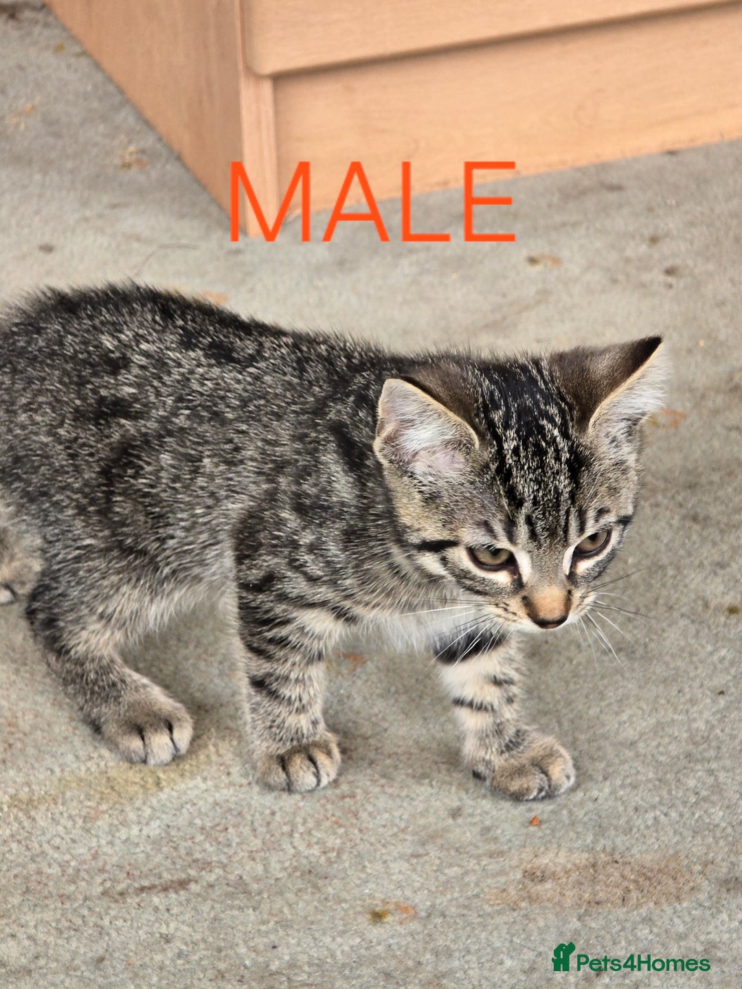 Mixed Breed cats for sale: 2 boys 2 girls kittens available 9 weeks - Image 8