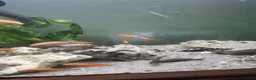 Cichlids fish for sale: Red zebra / orange malawi in South Shields - Advert 7